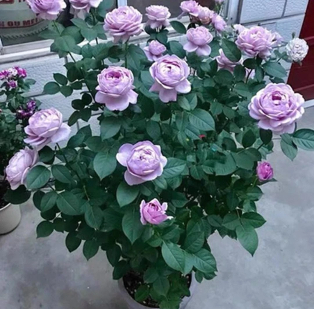 【蓝色风暴】浓香爬藤月季玫瑰四季开花带盆带土带3-5个花苞发货