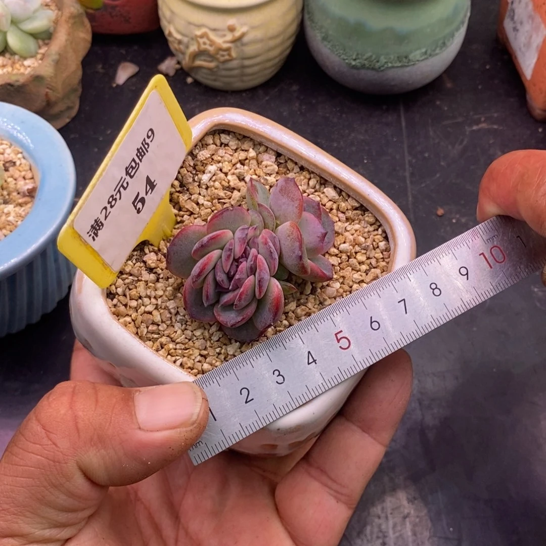 954正版黑橙子缀化……