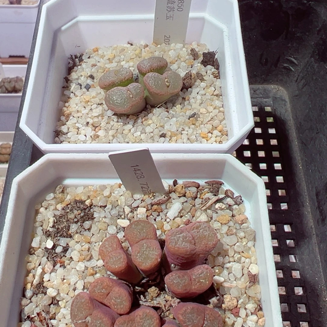 嗨***晟1228-224多肉多日