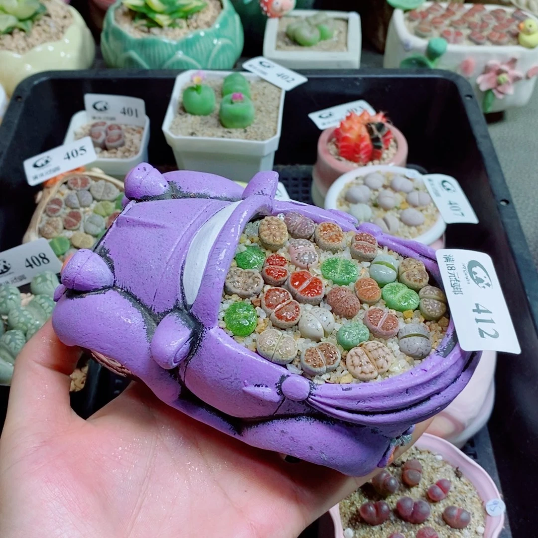 生石花花花花花花412