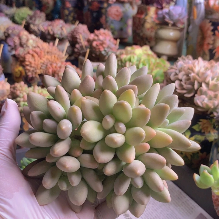 白兰地自然群无砍