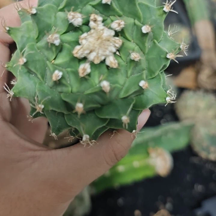 一物一拍，苗接帝冠！！