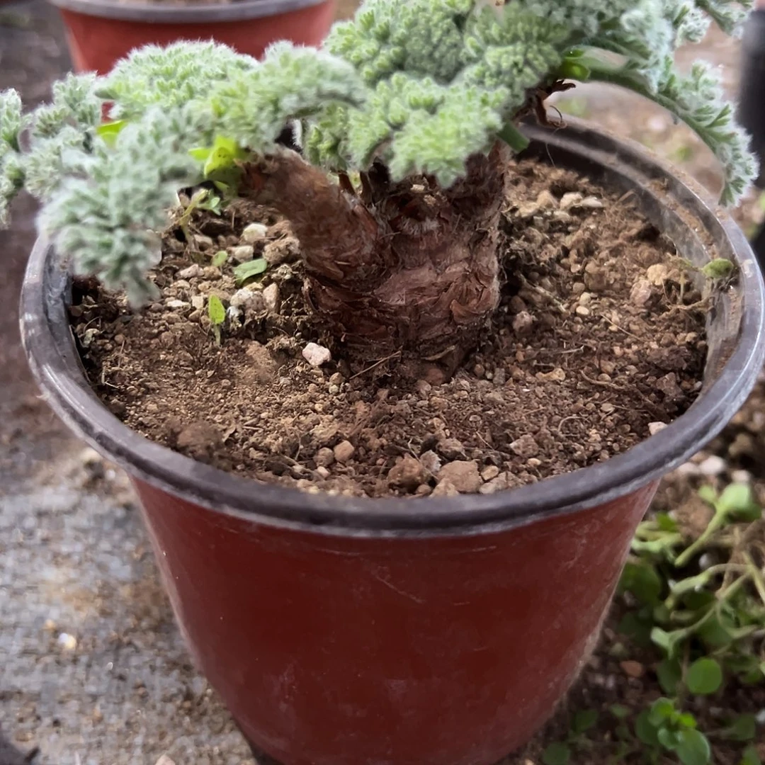 羽叶洋葵，一物一拍，