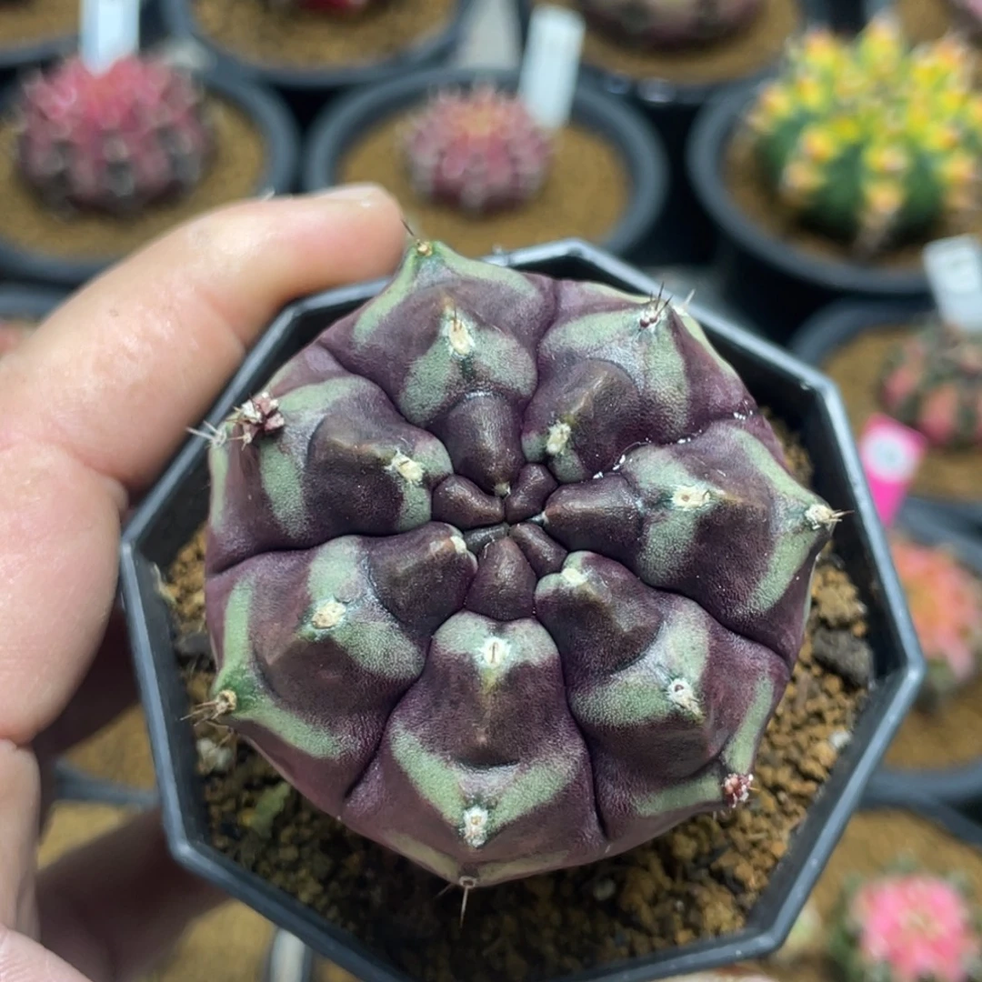 当前无花朵，栽培后可花朵梦想