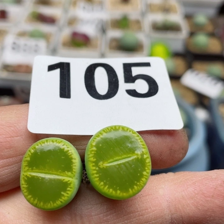 105大净窗绿光阳两颗