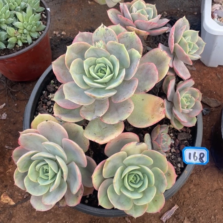 168蓝色苍鹭一物一拍