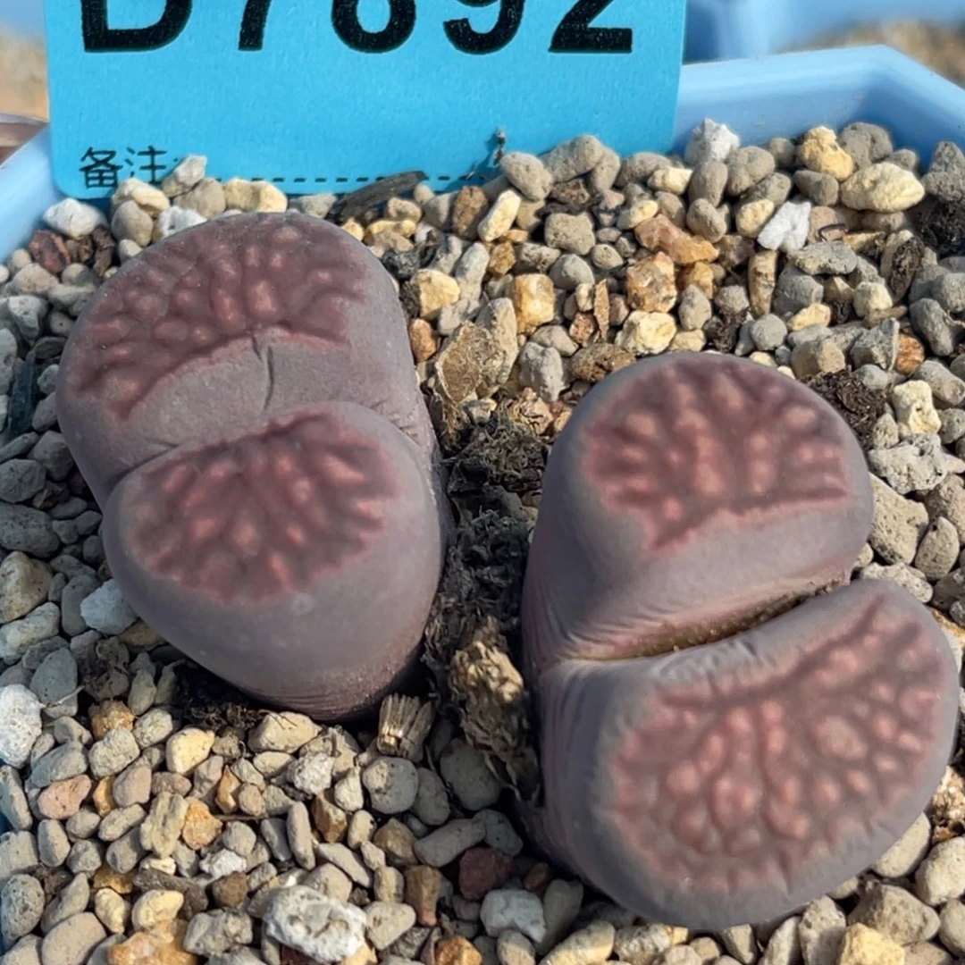 7892双头紫菊一颗。
