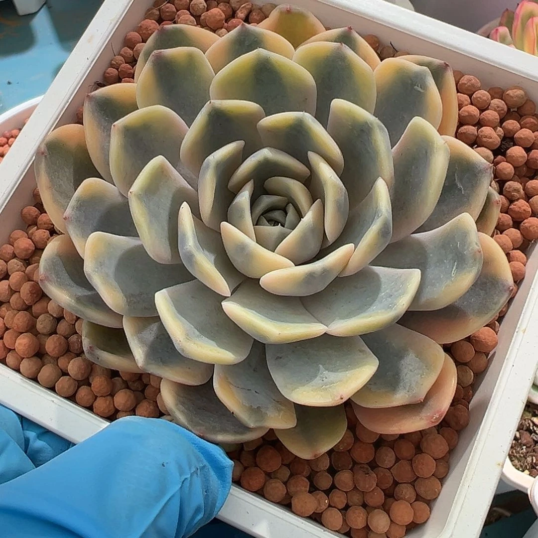 汉堡锦，覆轮锦多肉植物