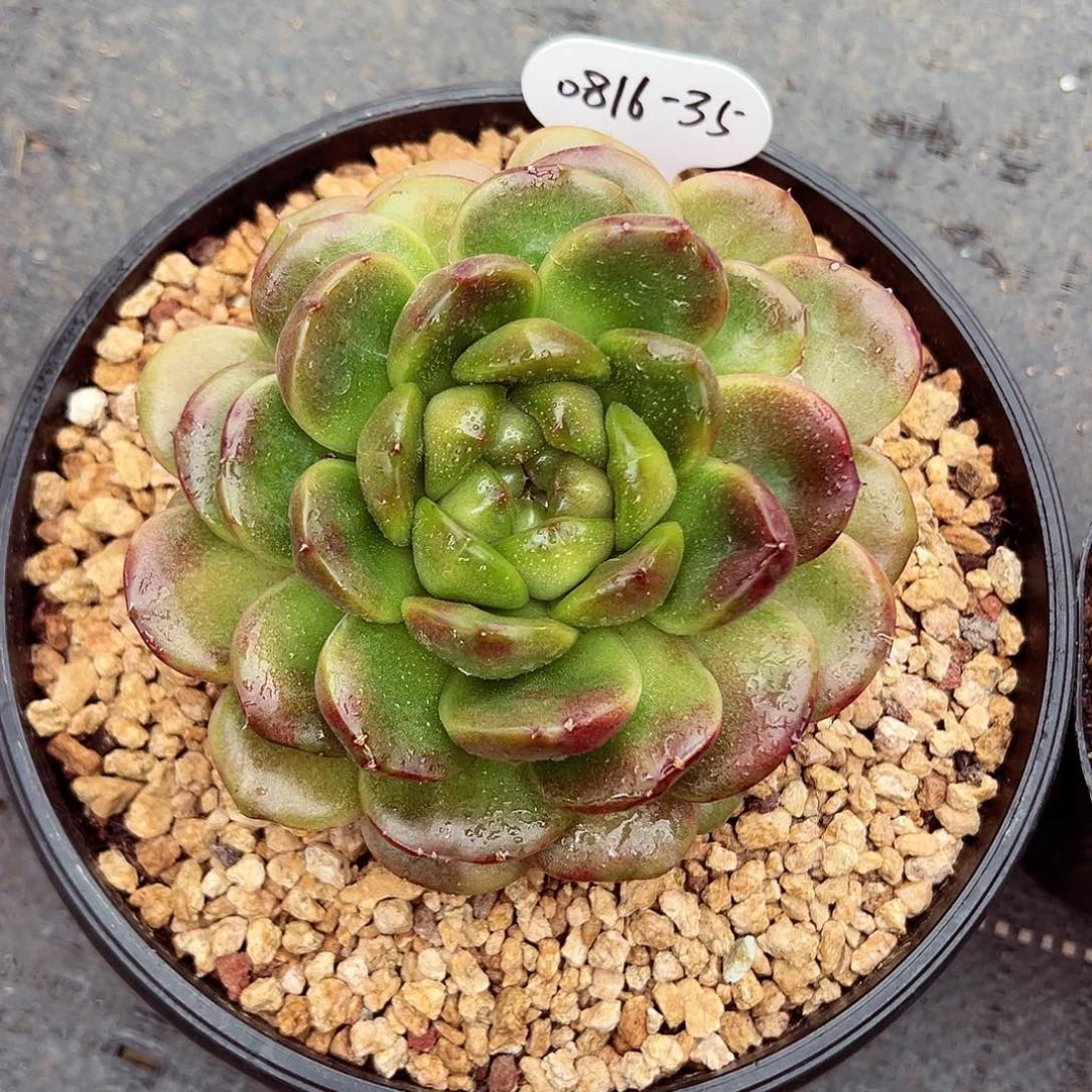 布***羞0816-35蓝水鬼。。。。。