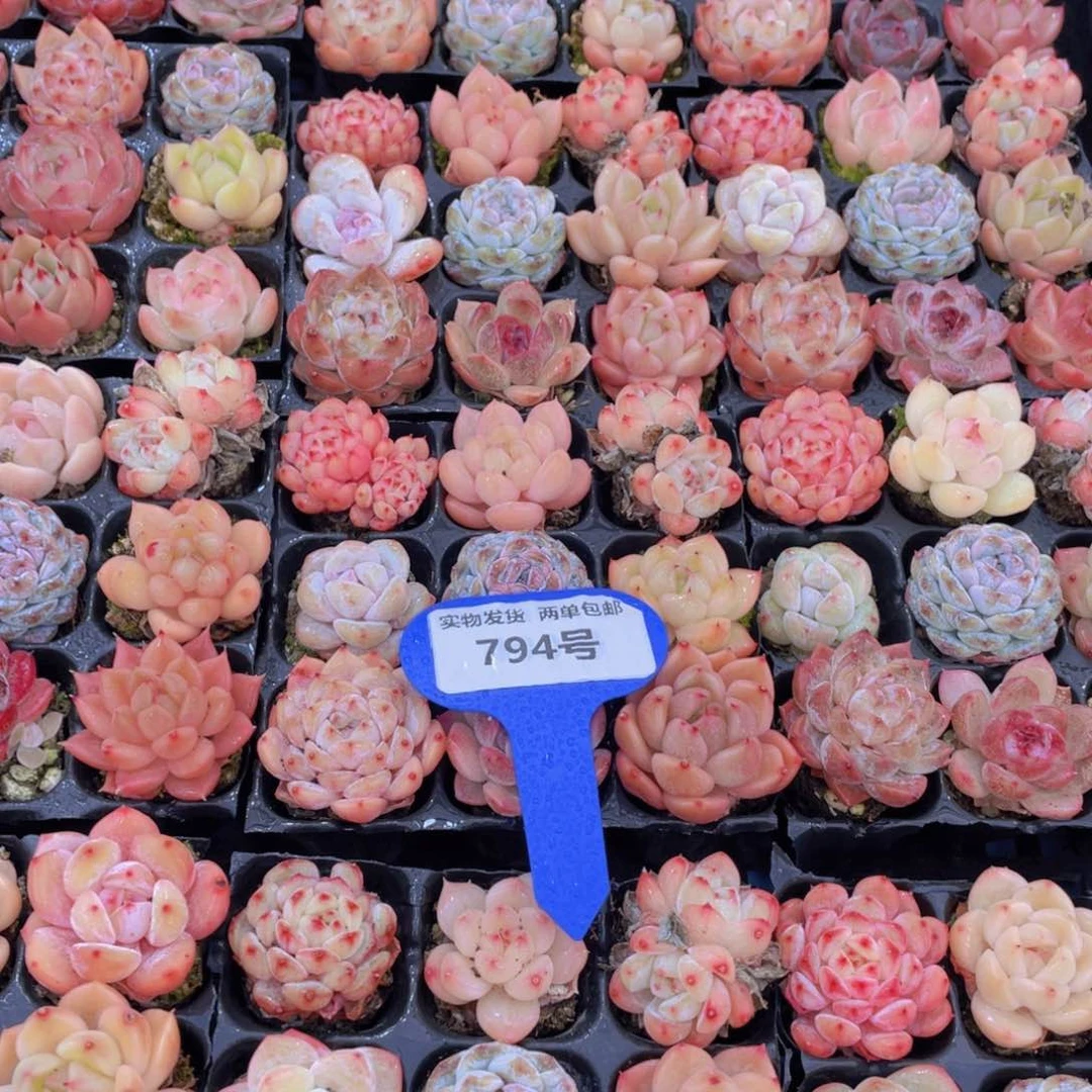 794号七彩小可爱组合九个