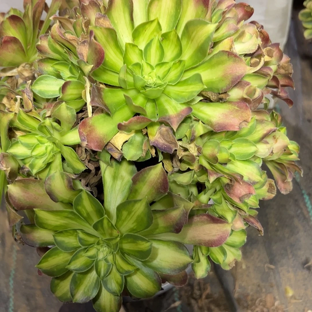多肉植物绍花法师355