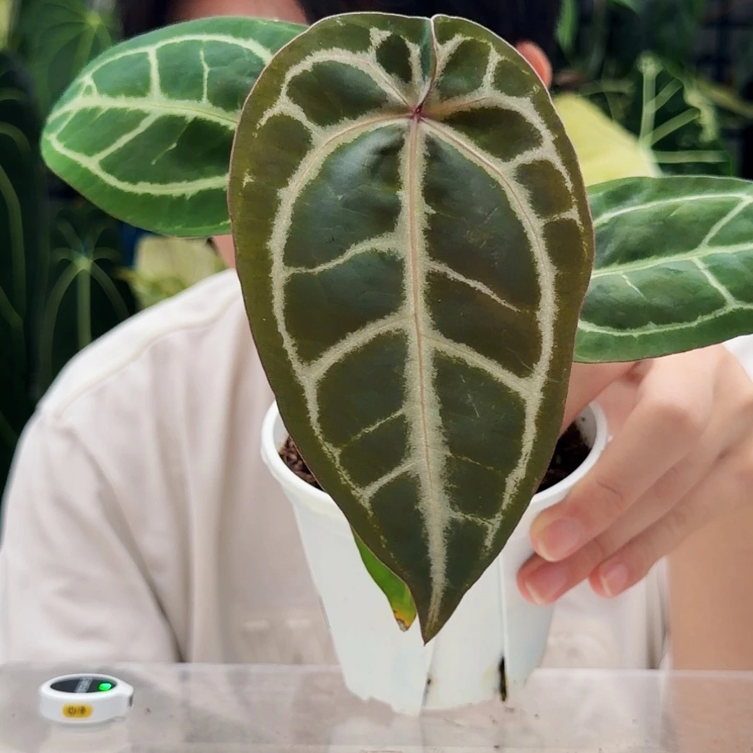 不开花植物B57  粉脉撕裂纹杂粗脉水晶