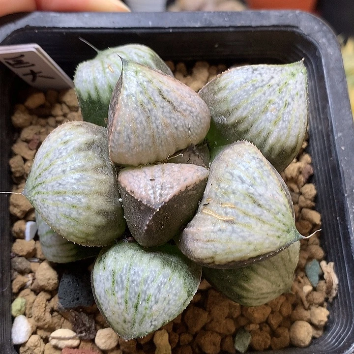 巨大化娜塔丽青蟹寿带盆土土
