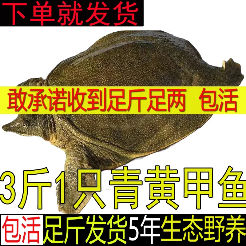 3斤1只 青黄色新鲜活公甲鱼水鱼团鱼中华鳖王八生态放养 包活送到