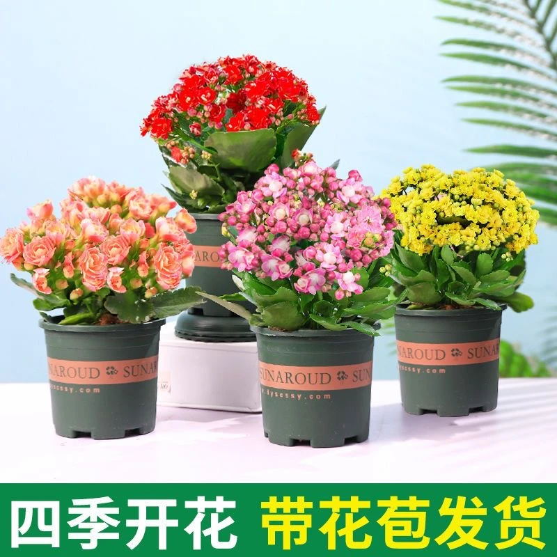 长寿花盆栽重瓣大花带花苞室内阳台四季开花桌面花卉办公室小绿植