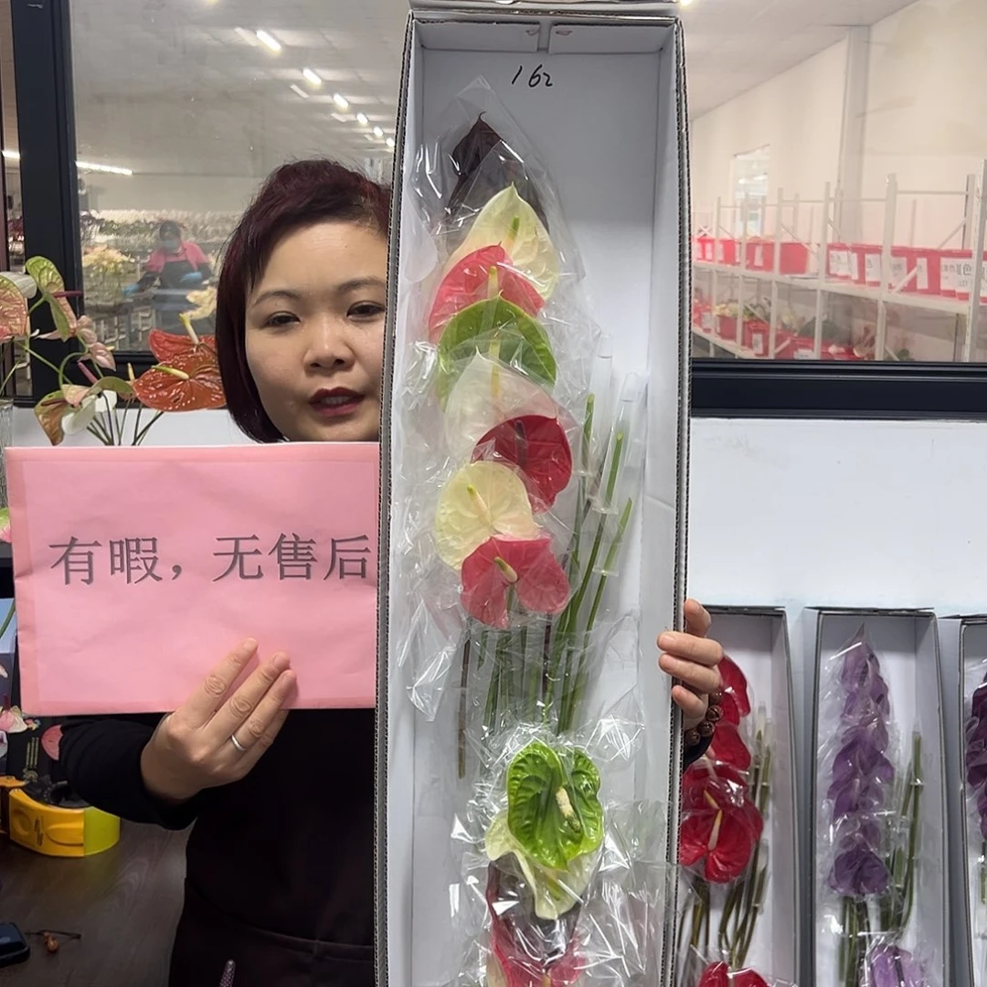 完全开放混色-16枝装无售后款162