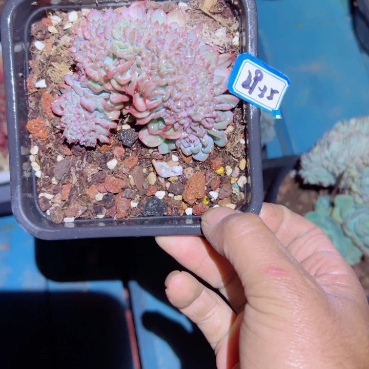 E***文精品多肉植物老桩