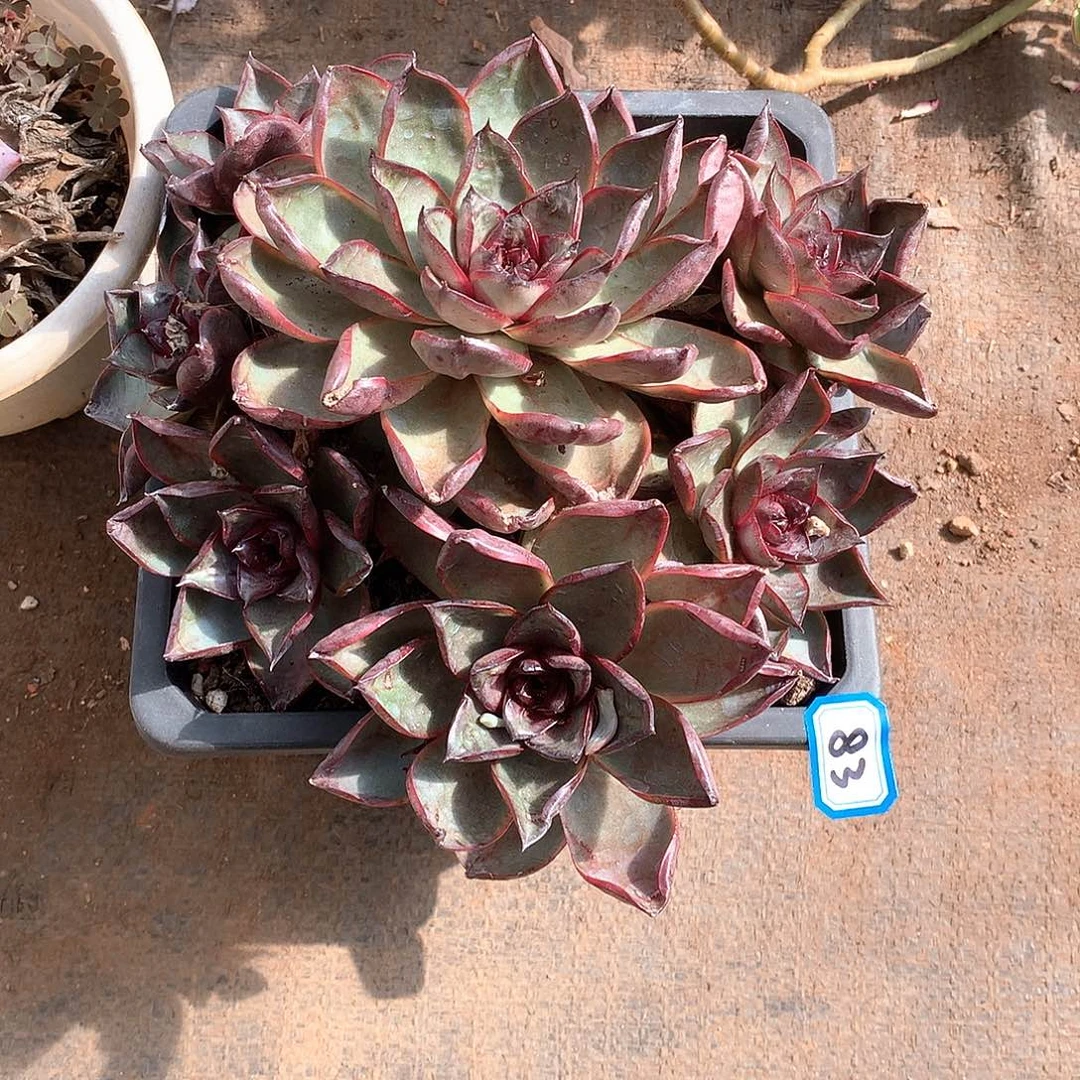 83杂 一物一拍多肉