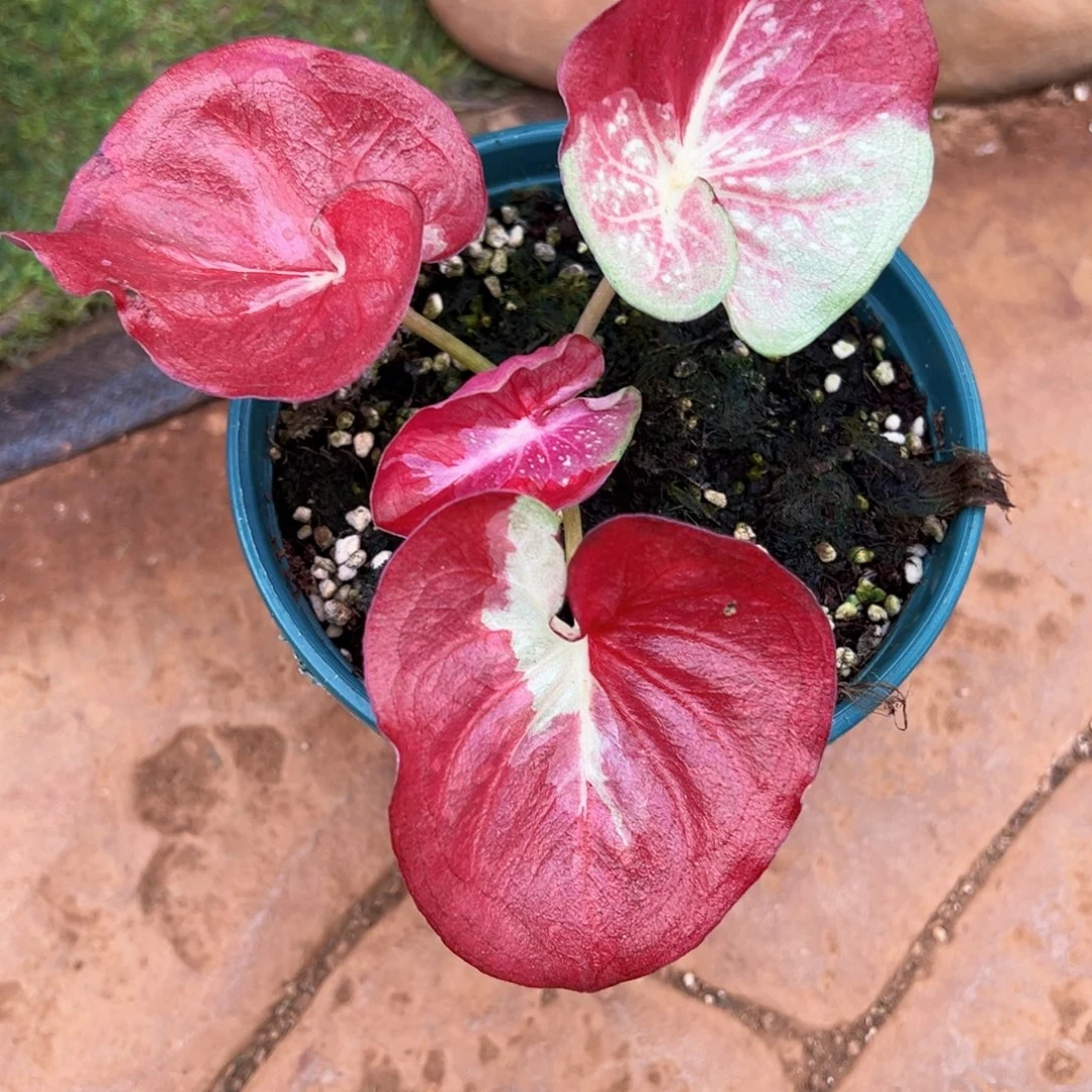 无花朵红宝石宝宝33