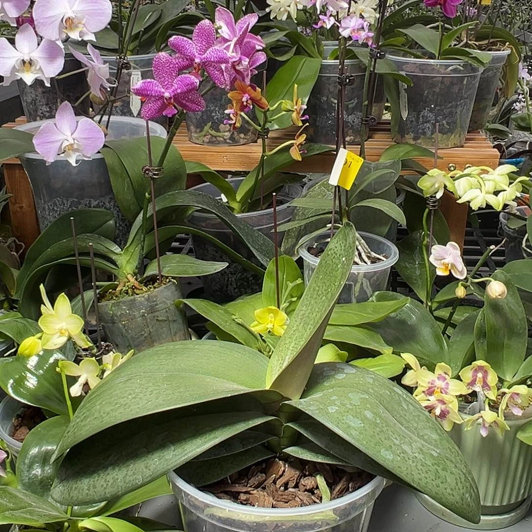 无花朵蝴蝶兰槟榔西施4.5（5570）