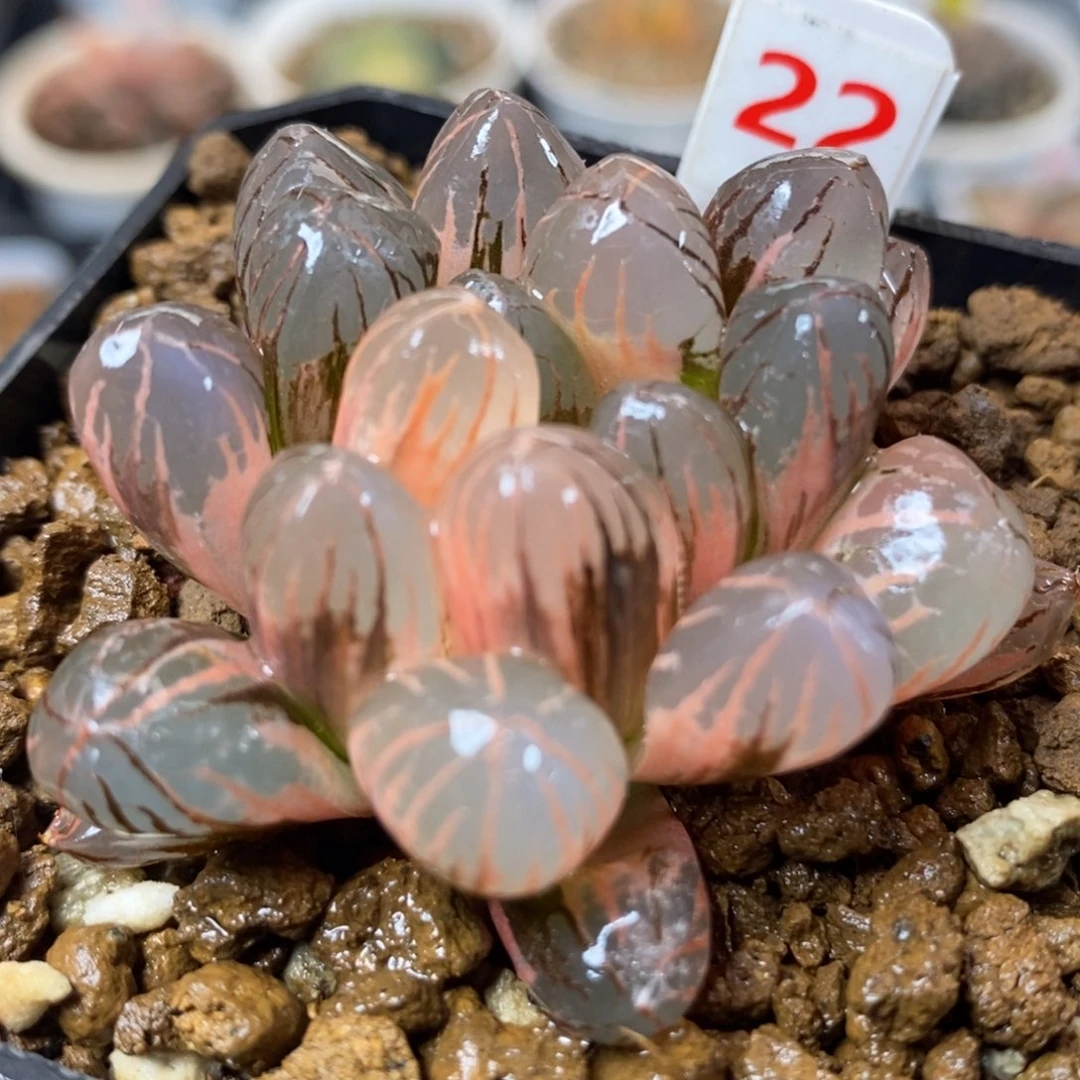 22红太阳玉露锦一物一拍