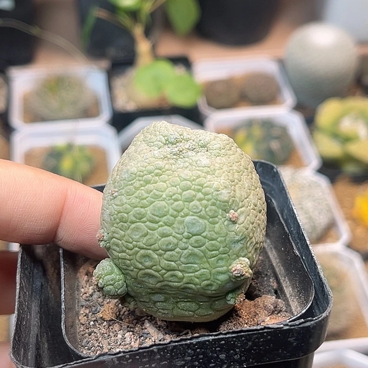 无花朵母本凝蹄玉实生球一颗