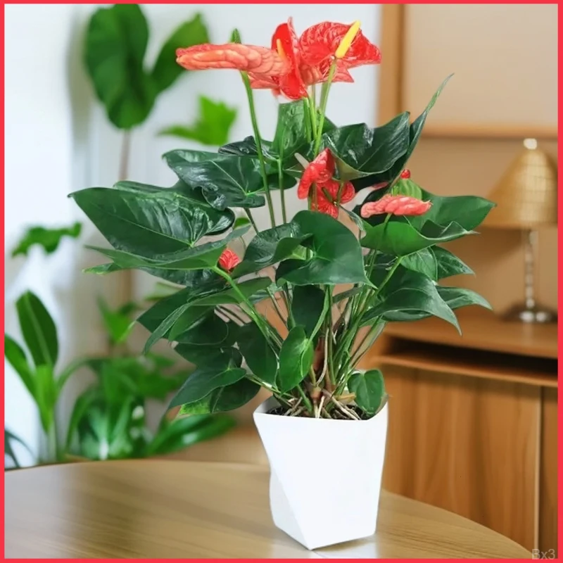 【红红火火】红掌盆栽3--4掌四季开花绿植花卉室内30—40cm带盆发货