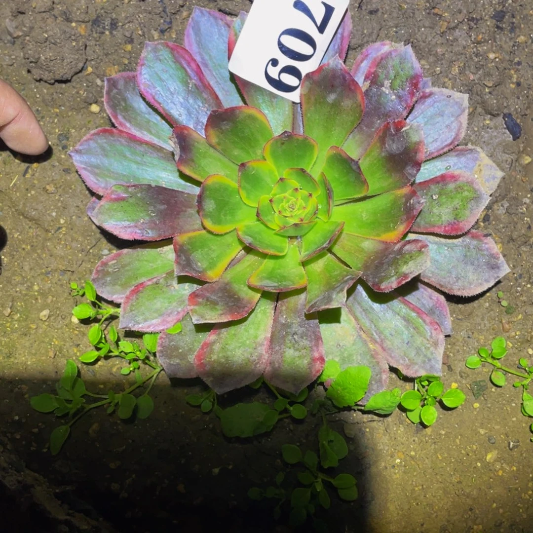 709黑寡妇锦多肉植物