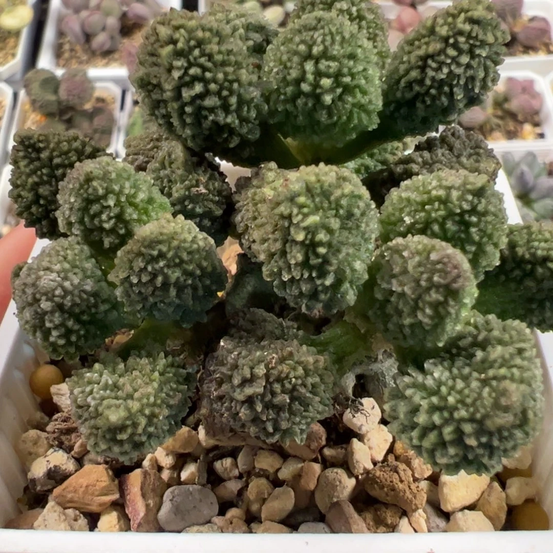 实生新品多头纯木质桩多肉植物
