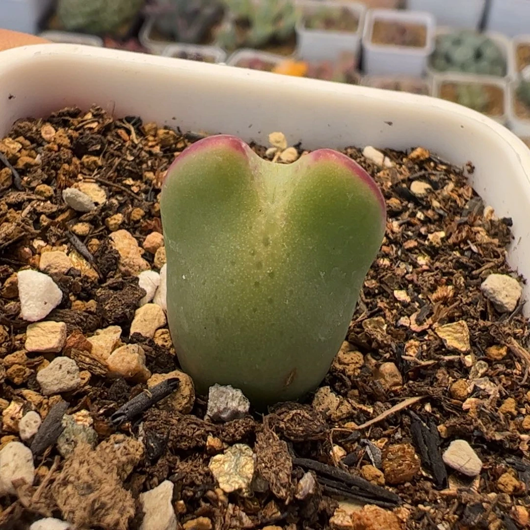 071多肉植物组合