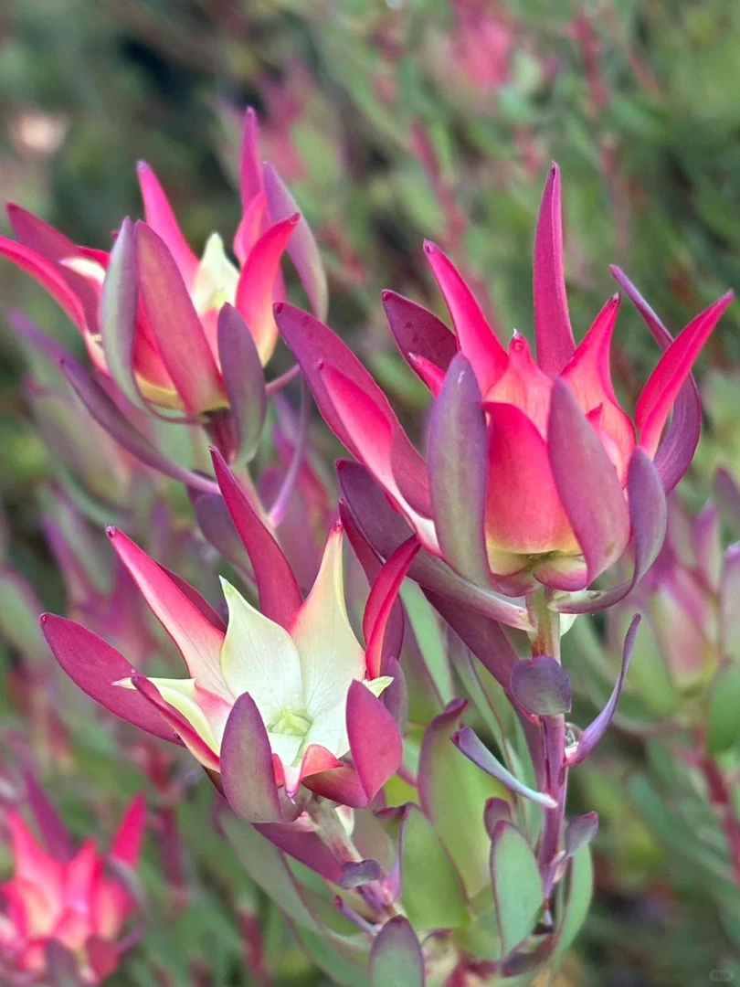 贵妃花卉木百合云南直发