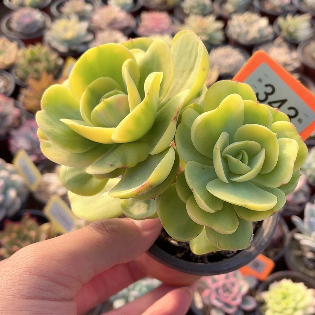 碧桃锦343号多肉植物