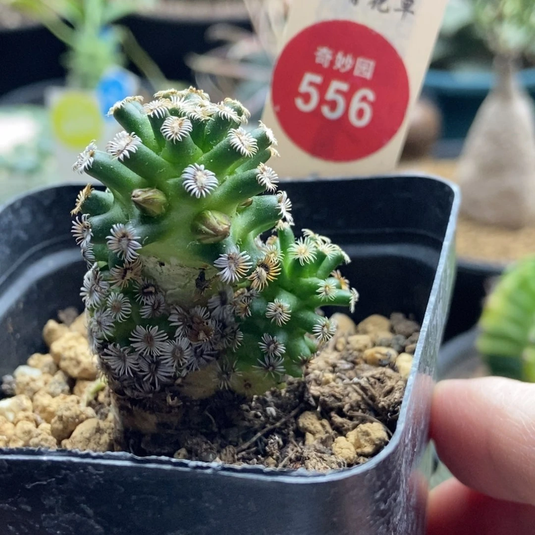 实生双头红花克氏丸一颗侧面有斑