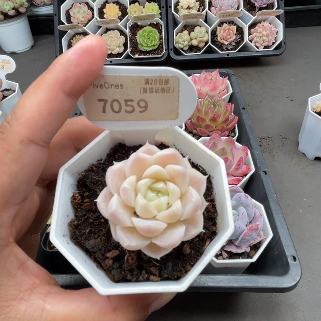 7059白月影4.0厘米