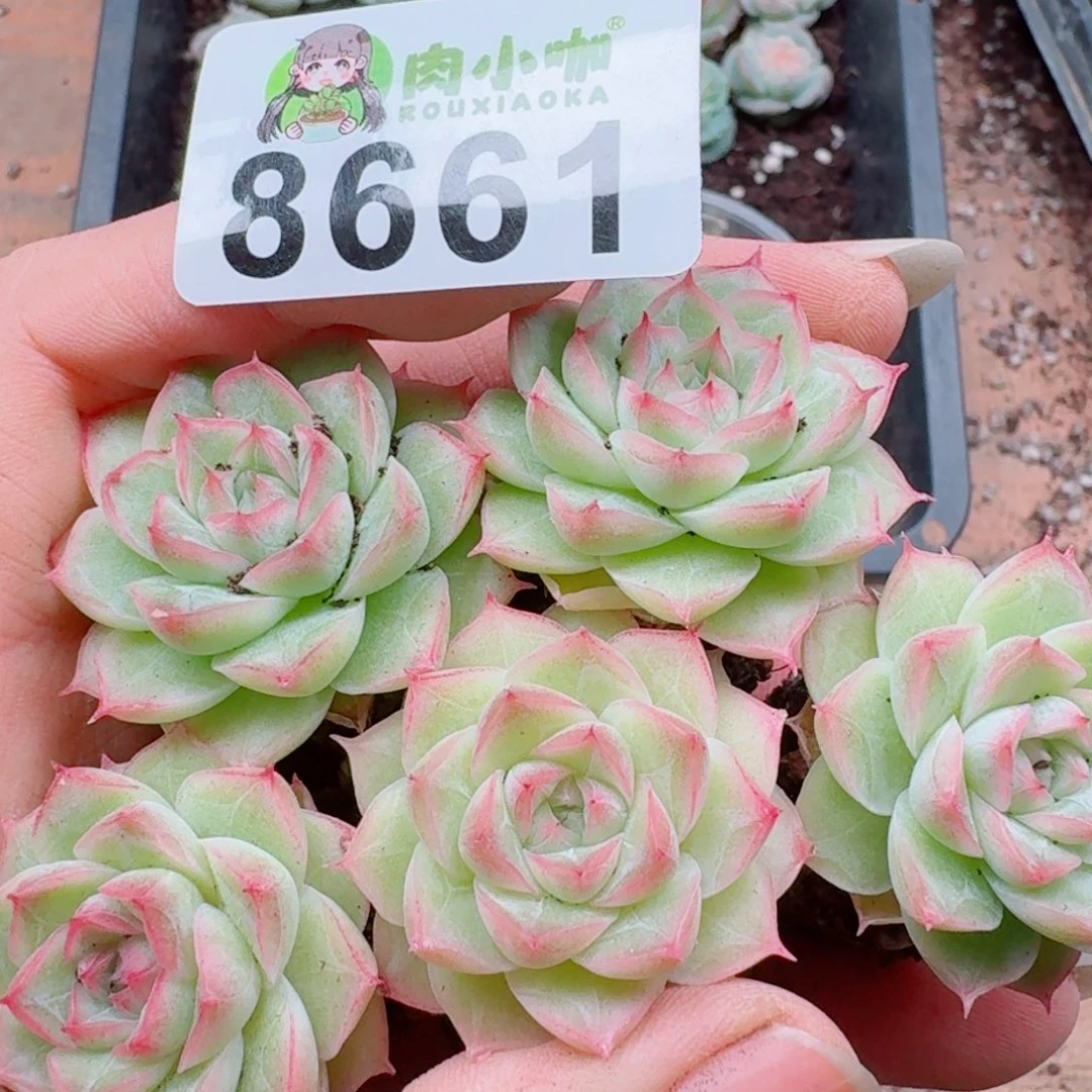 多肉植物多肉植物