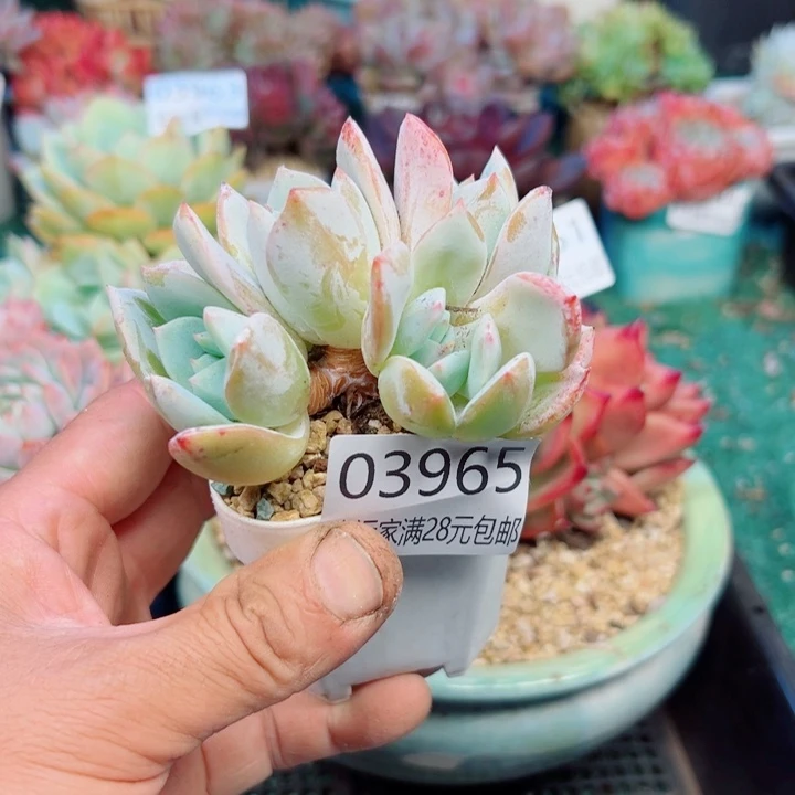 幸运的是我还没遇到过