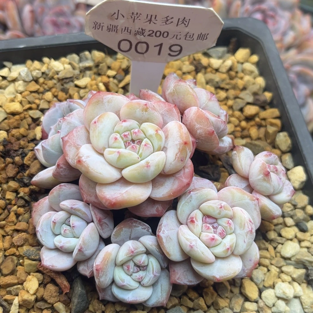 黄底紫心019/10cm7头