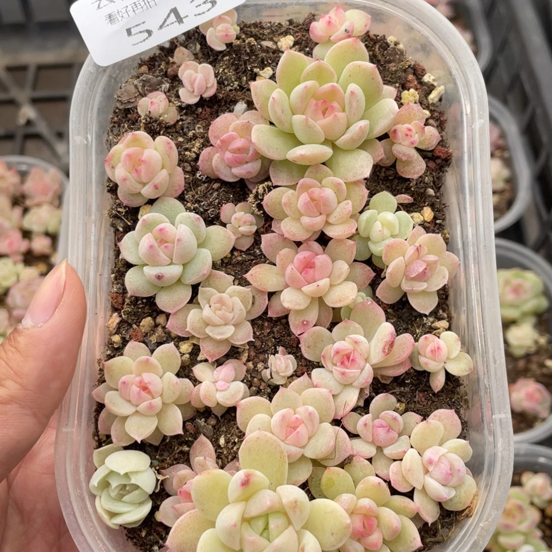 云糖心多肉植物543