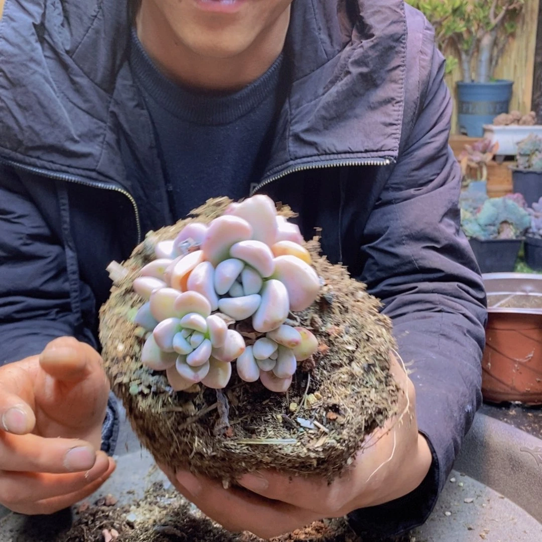 冰**子137 号奥普琳娜