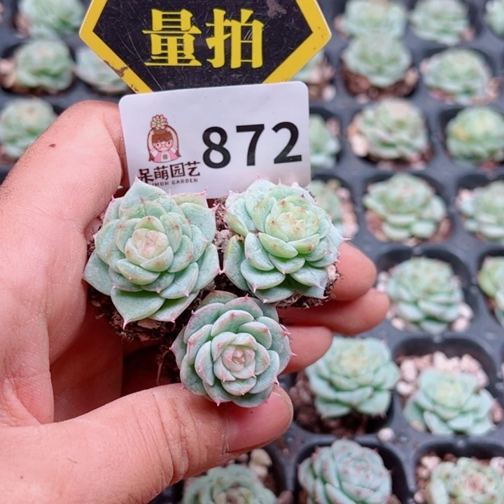 多肉植物多肉植物