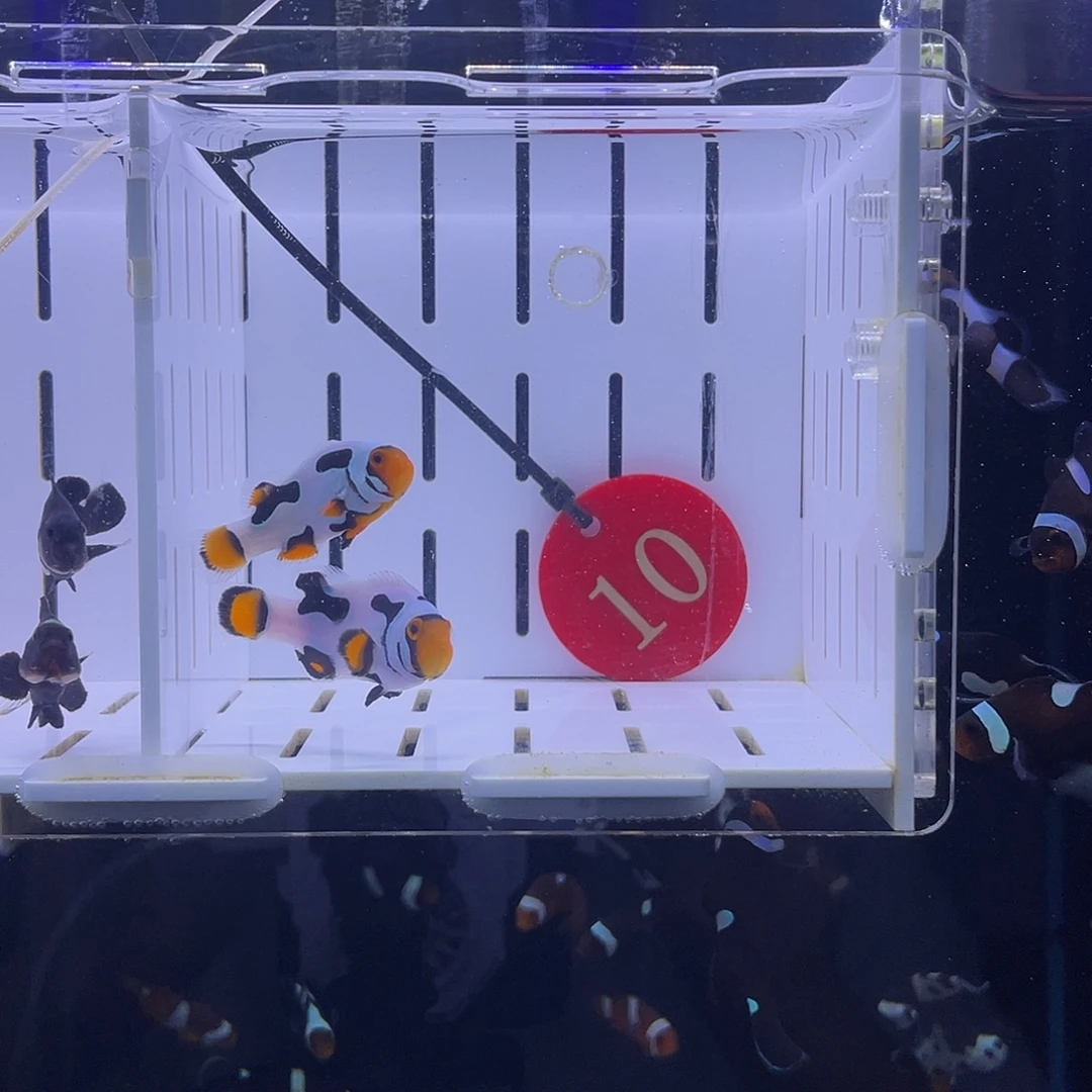 4-5热带海域公母搭配精品毕加索