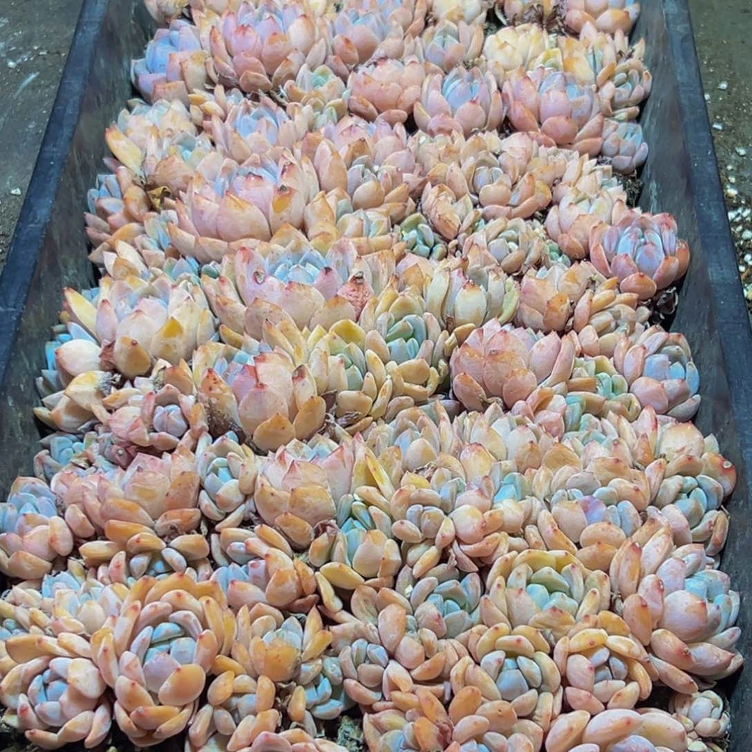 364多肉的小龙虾和一个小