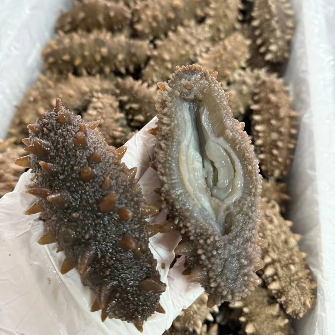 石岛本地即食海参