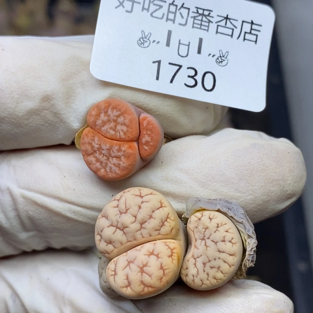 1730。两颗怪。零下拍保温.18包邮.当天凑哦