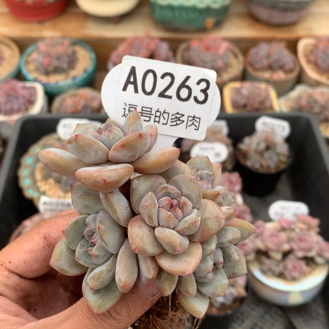 A0263 突尼斯小树 有砍 7.5cm