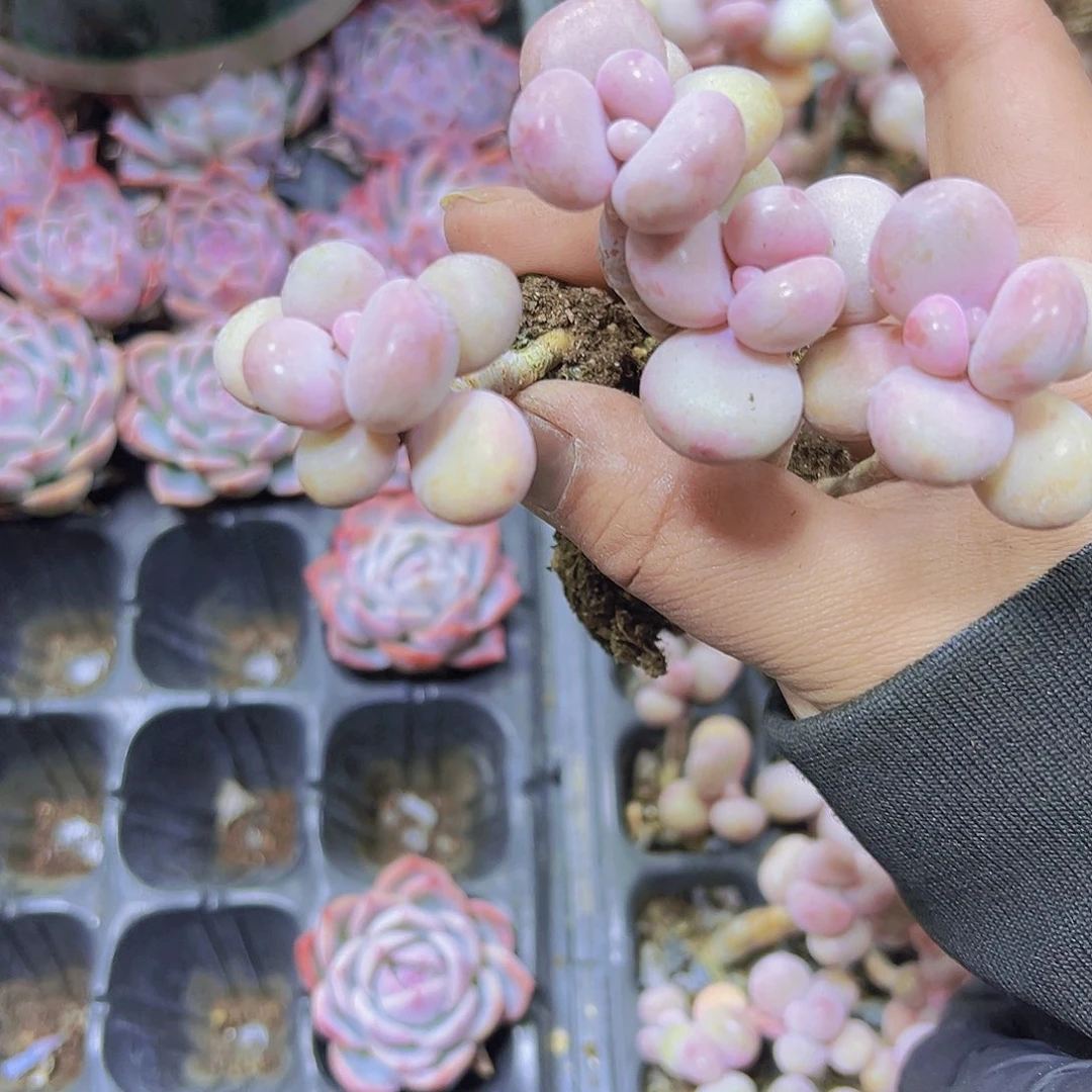 丸叶桃蛋5个19包邮