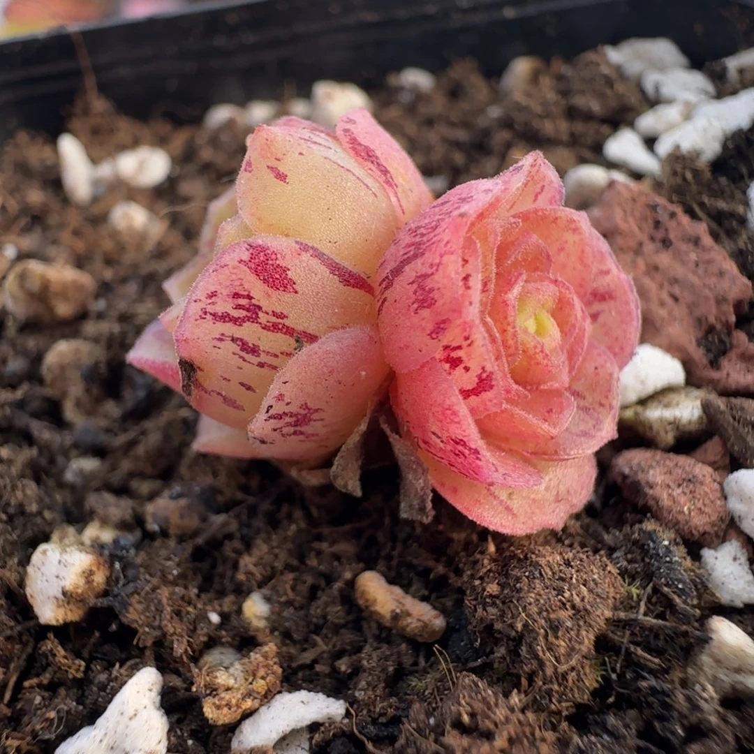 L635半城玫瑰新品不含盆土