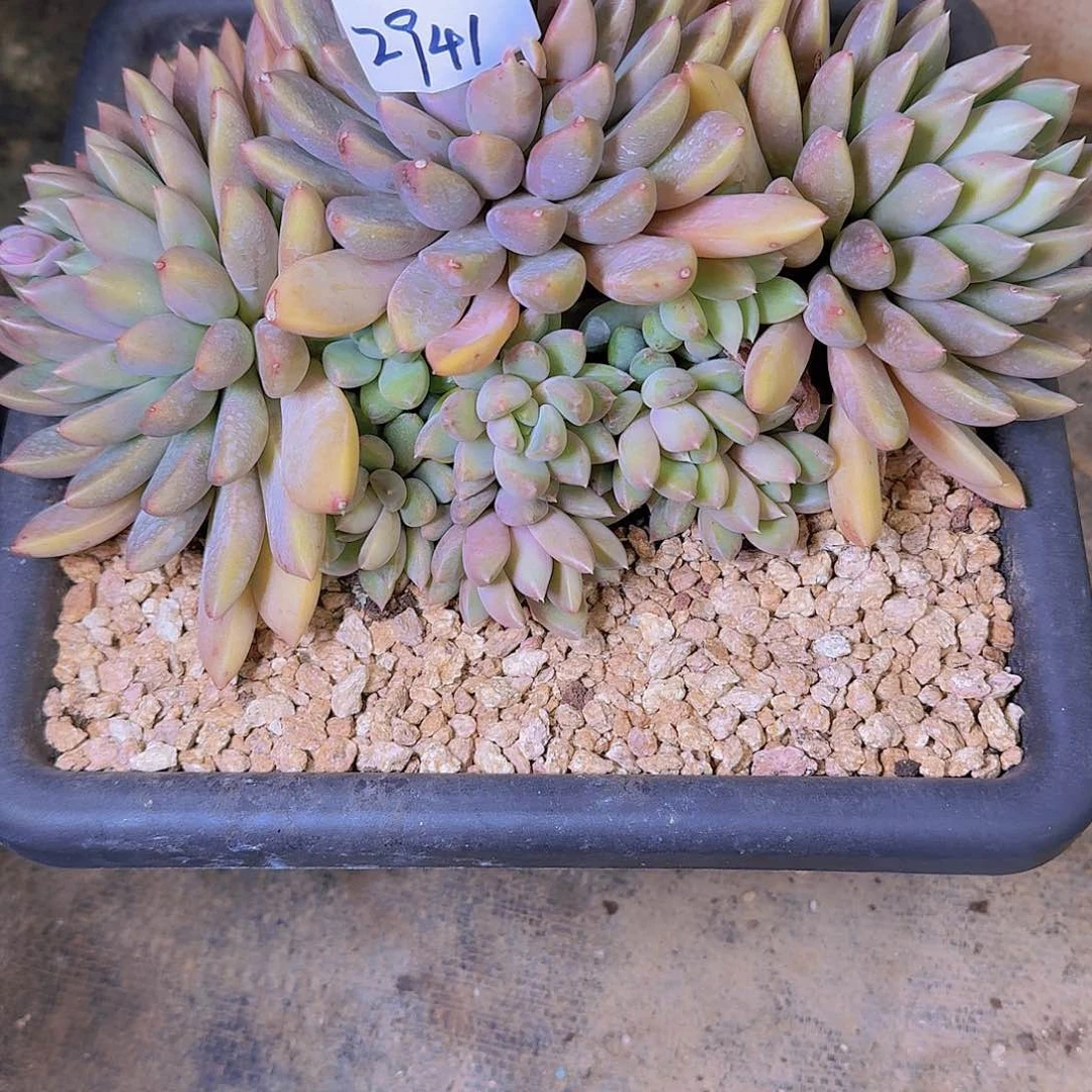 小**子2941象牙多肉植物