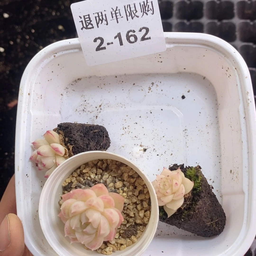 ～****）2-162多肉多肉多肉多肉