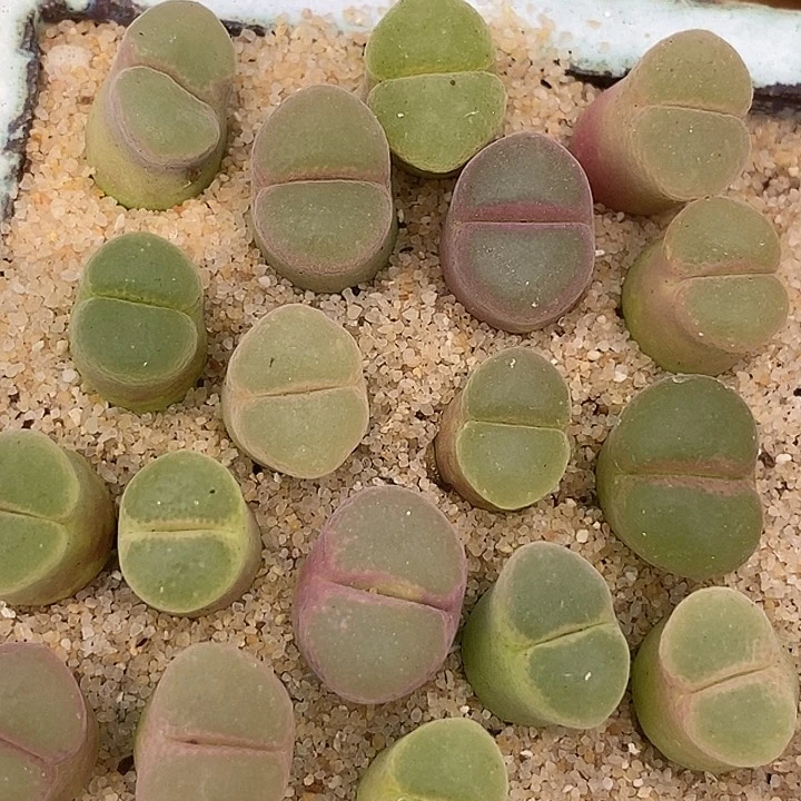 9600粉红女郎风铃一颗